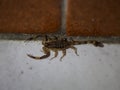 Scorpion mÃÂ¢le Isometrus maculatus avec ses pinces et son dare pour chasser